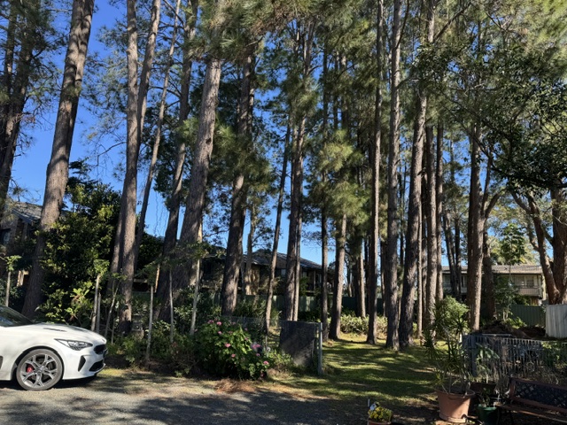 Tall trees surrounding the Tea Gardens Osteopath clinic property